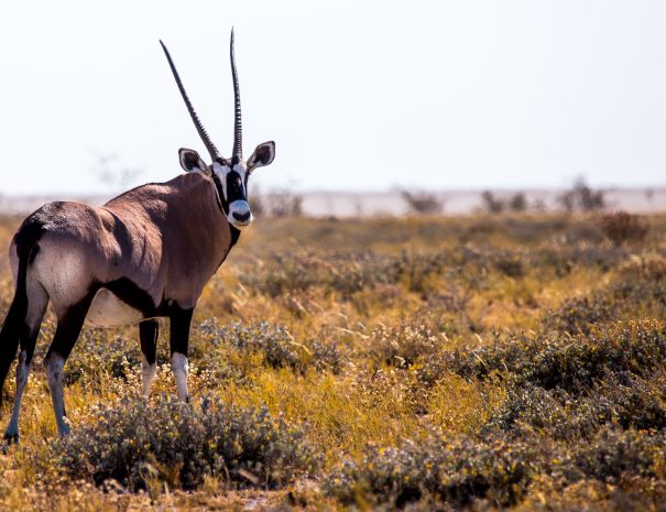 9 Days in Tanzania Classic Game Drive