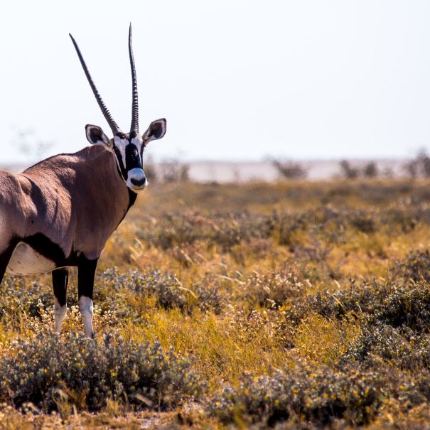 9 Days in Tanzania Classic Game Drive