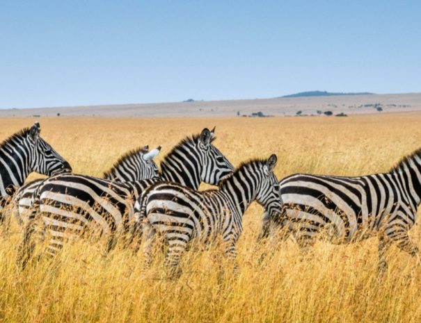 Book this 3-day Masai Mara safari from Nairobi