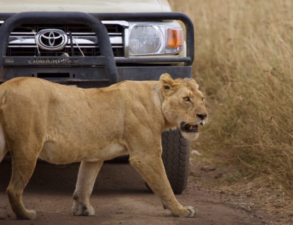 Mikumi National Park Overnight Safari for 2 Days from Dar es Salaam