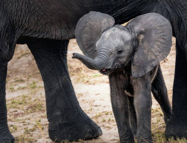 6 Days Tanzania Lodge Safari