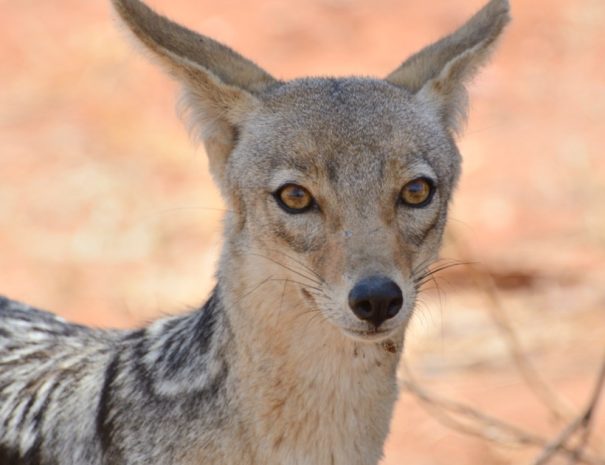 9 Days in Tanzania Classic Game Drive