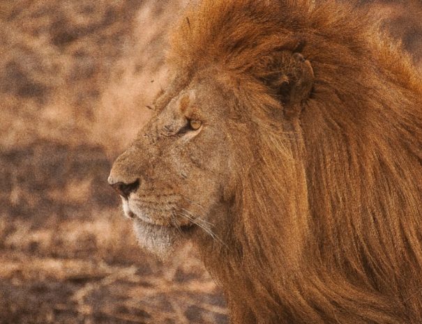 7-Day Big 5 Safari with Accommodation from Arusha