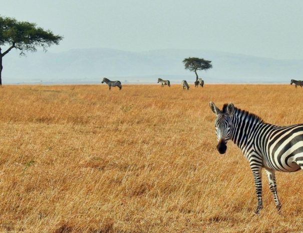 2-Days safari in Zimbabwe