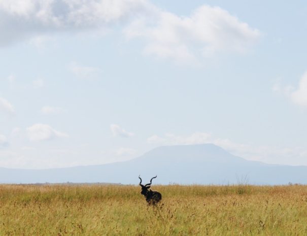 6 days safari in South Africa