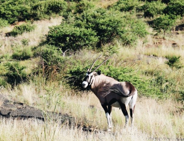 6 days safari in South Africa