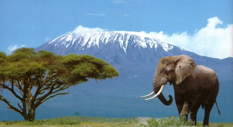 https://www.getyourguide.com/arusha-l505/from-arusha-3-day-tarangire-ngorongoro-and-manyara-safari-t273237/?partner_id=BLG9X9N&utm_medium=online_publisher&placement=%22other%22