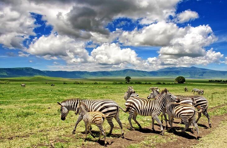 Best time safari Tanzania