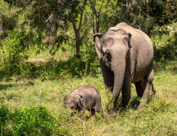 2 days in Sri Lanka