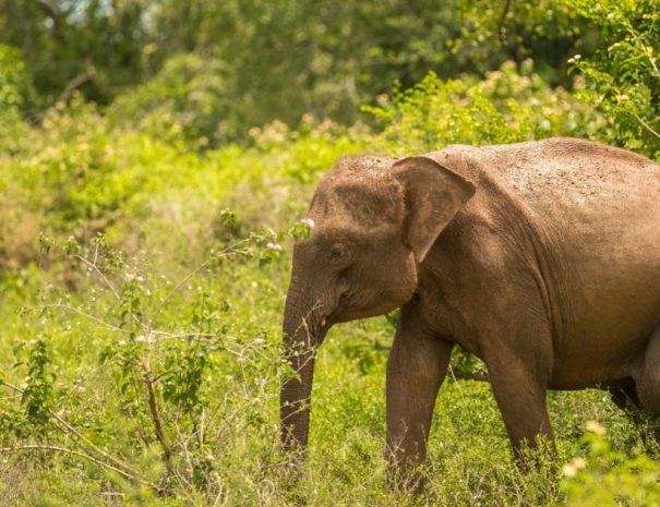 3 days in Sri Lanka