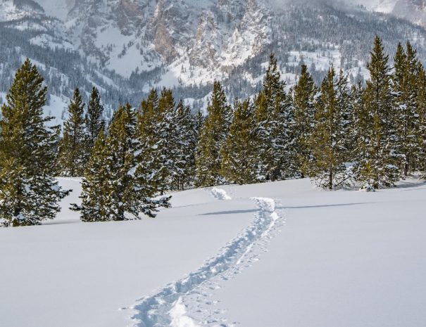 Grand Teton Half Day Tour