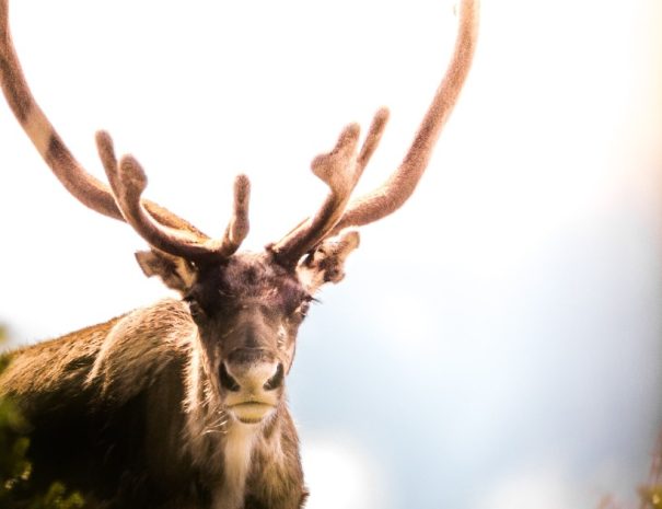 Grand Teton Wildlife Safari