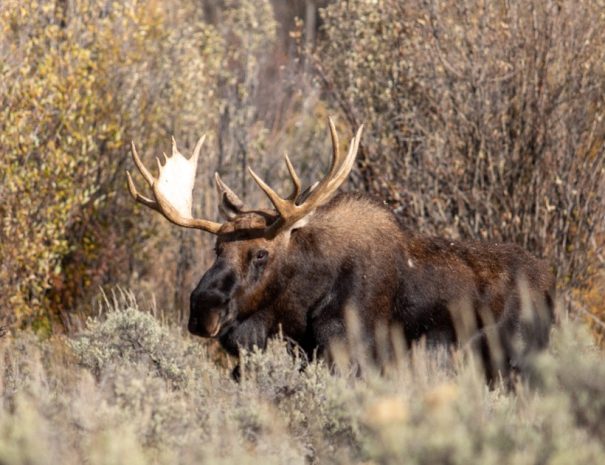 Grand Teton National Park tour