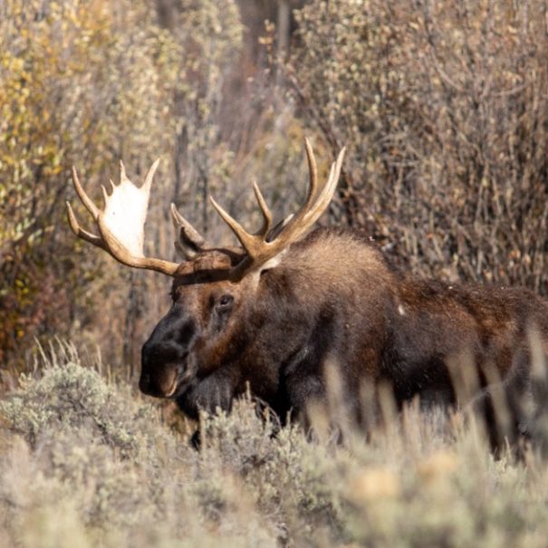 Grand Teton National Park tour