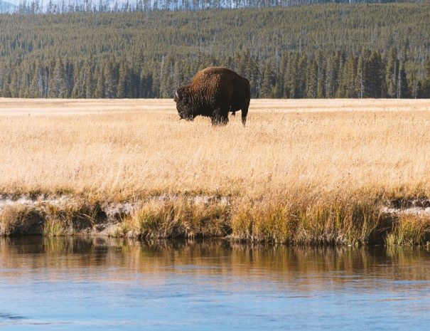 Yellowstone National Park tour