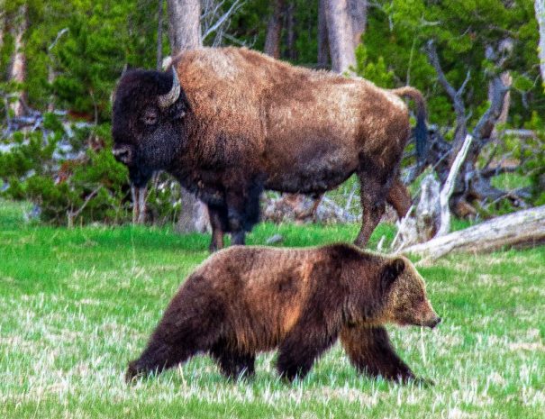 Yellowstone National Park tour