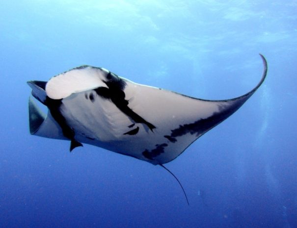 Manta Ray Night Snorkel Kona