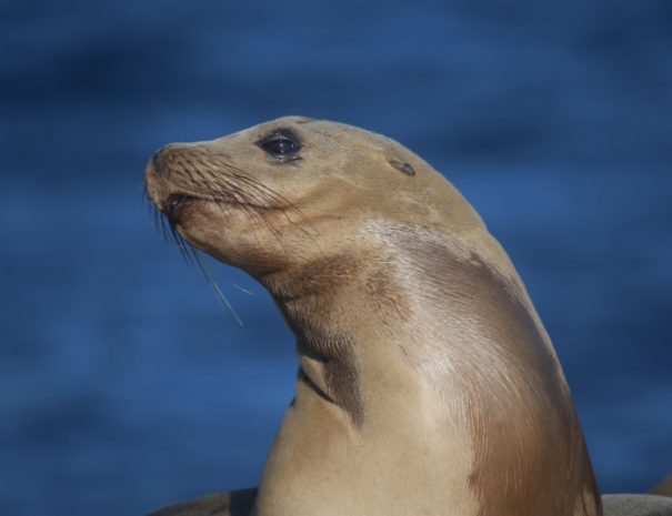 Major Marine Tours