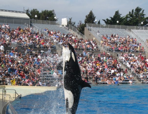 San Diego Whale Watching tour