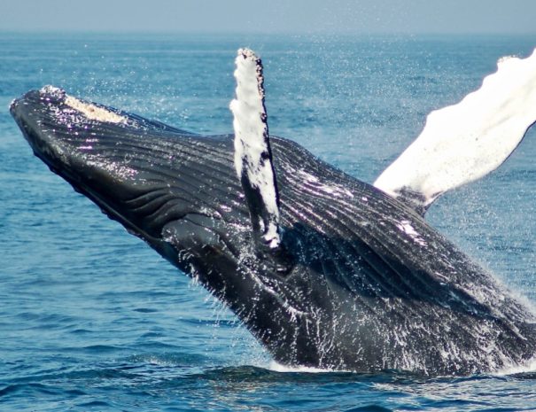 San Diego Whale Watching tour