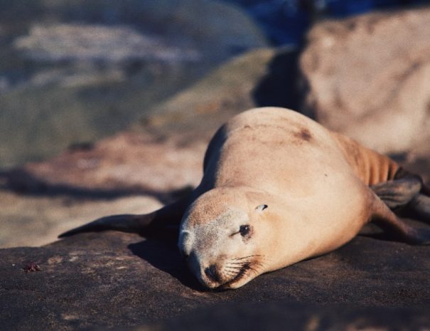 San Diego Whale Watching tour