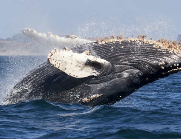 Monterey Whale Watching Tour