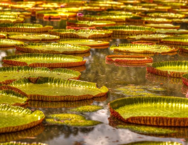 Botanical Garden Mauritius