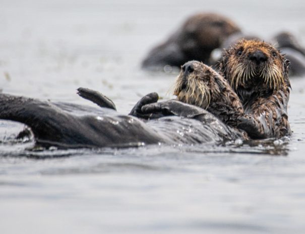 Elkhorn Slough Wildlife Tour