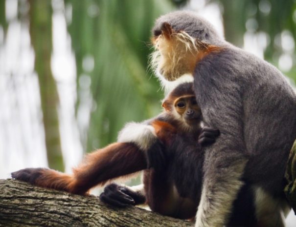 Singapore Zoo tour