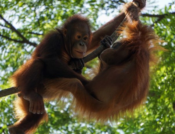 Singapore Zoo tour