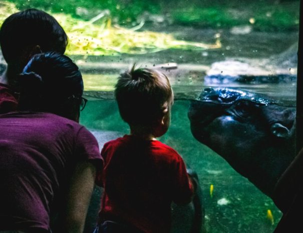 Singapore Zoo tour