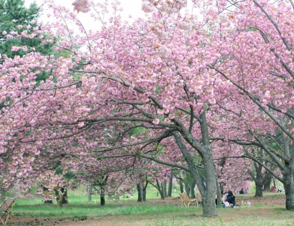 Gyeongju Tour